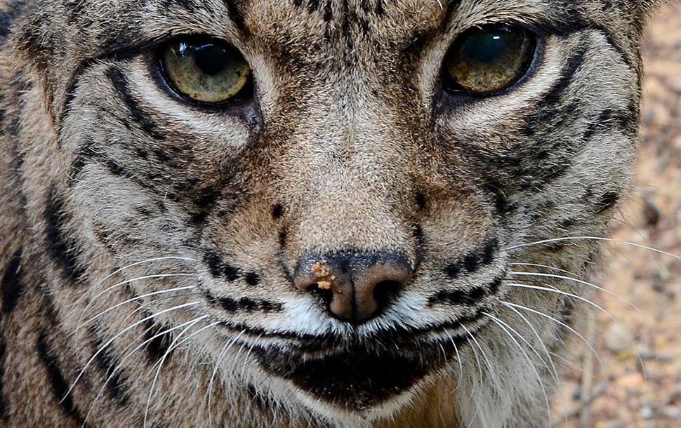 Lince Ibérico