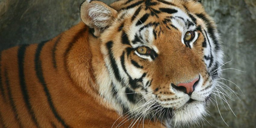 Animais em vias de extinção: Tigre de Bengala - Repórter Sombra