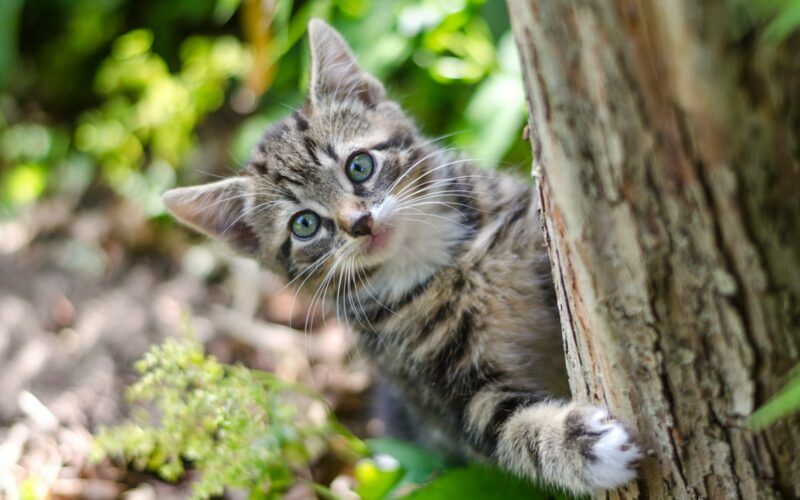 gray tabby kitten on tree