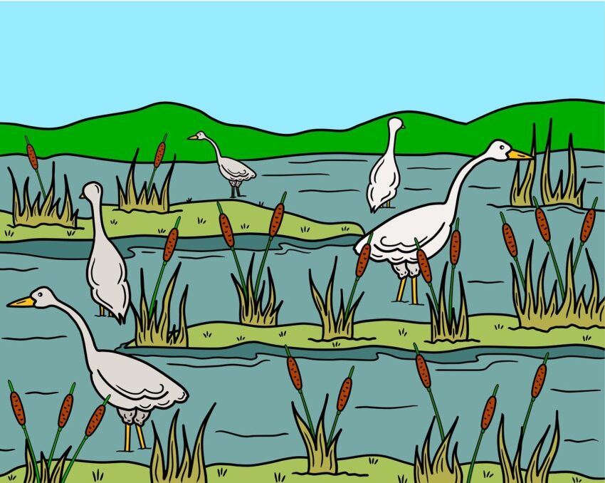 marshlands, landscape, birds