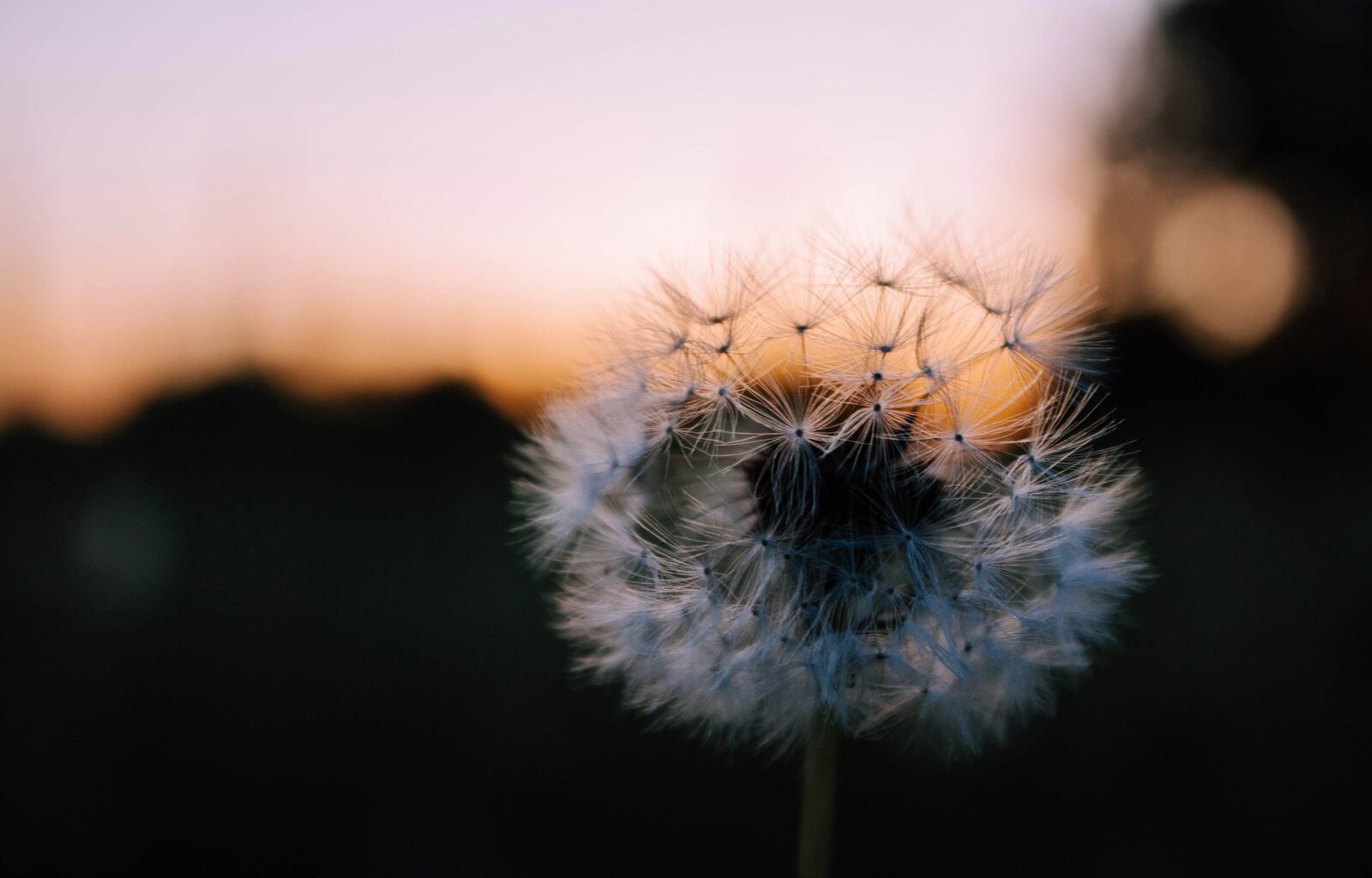 shallow focus photography of white dandelion