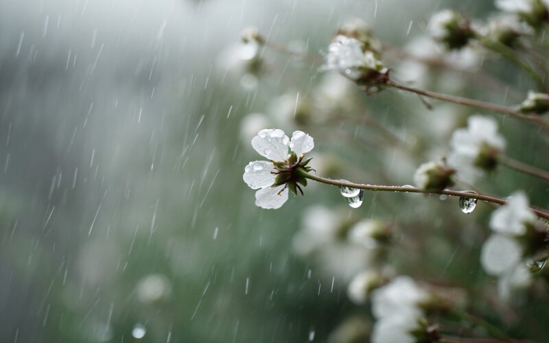 ai generated, flowers, petals, rain, drops, wet, weather, bloom, delicate, nature, peaceful, plant, atmospheric, floral background, closeup, background, wildflower, season, water, outdoor, melancholy, fresh, gentle
