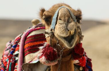 a close up of a camel with a blanket on it's back