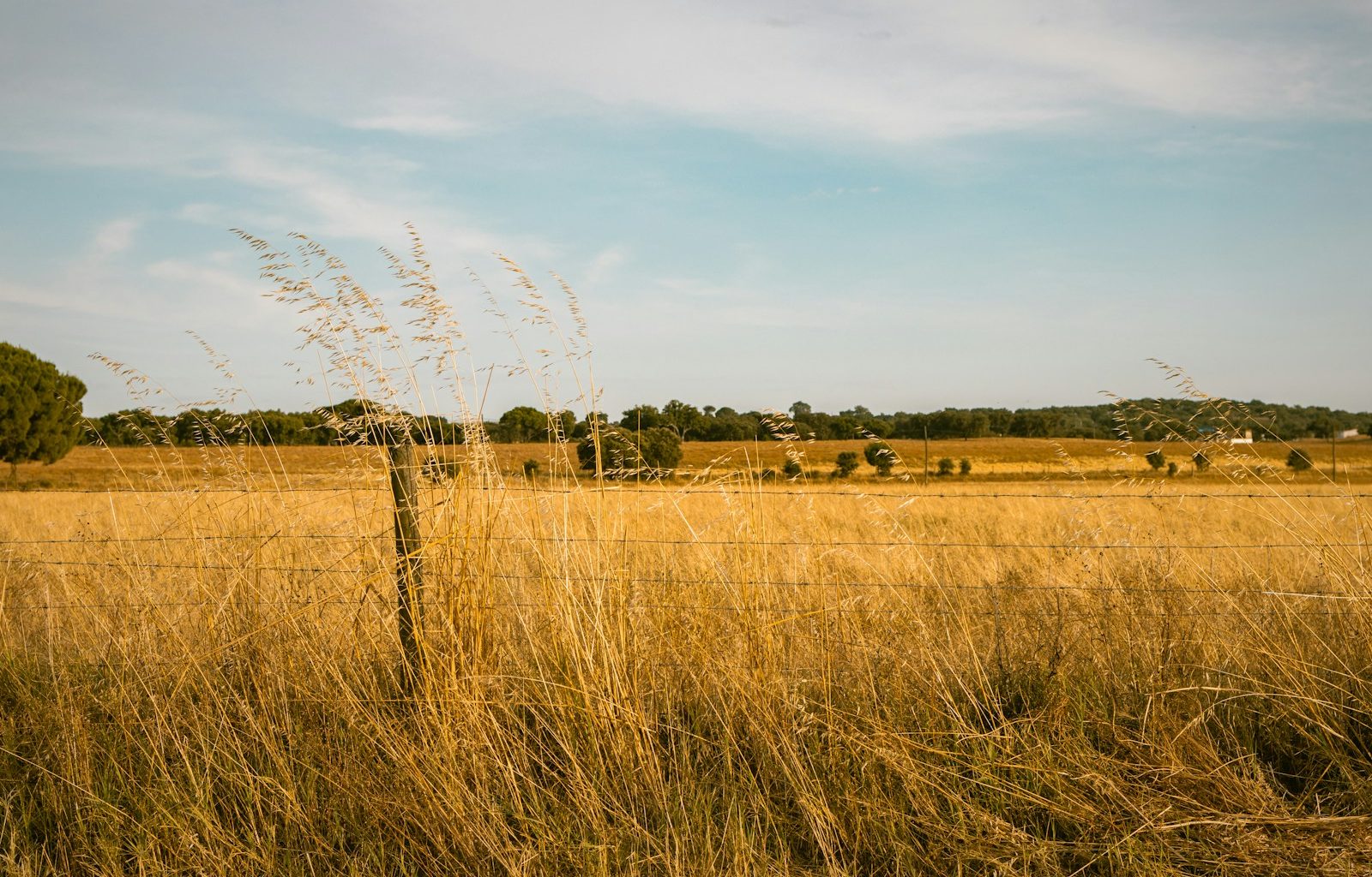 a tall grass field with a fence in the background