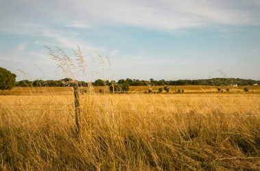 a tall grass field with a fence in the background