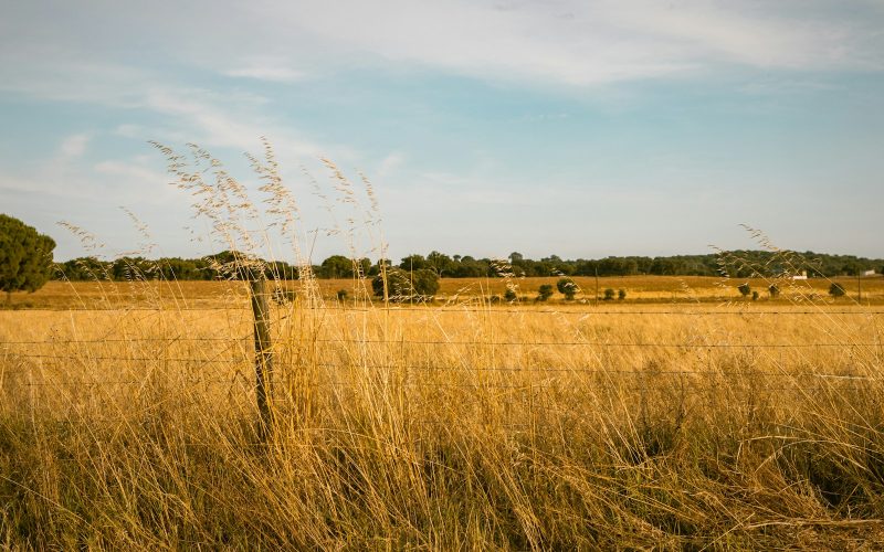 a tall grass field with a fence in the background